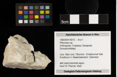 Foto (Objekt + Etiketten) von Pithonoton sp. (NHMW-GEO-1990-0041-0015)